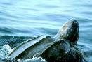 surfacing turtle - turtle surfacing for air