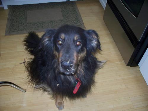 Spunky Sports A Souvenir - My poor baby will never try to play with a porcupine again I don't think! LOL