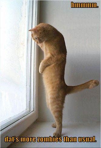 cats - cats do the darnedest things.