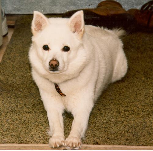 Dog - Here is the dog of a finnish friend of mine, so white and pure! :)