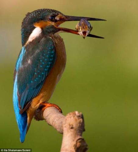 a beautiful bird - A bird has caught a small fish.Wow~