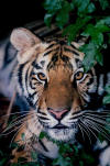 tiger - beautiful professional photos of all types of tiger big and small....amazing. from http://www.kostich.com/tiger.htm