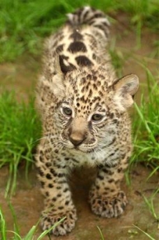 maya, bay jaguar - Maya, a young dotted jaguar, stands in the Nyiregyhaza Animal Park in Nyiregyhaza, 245 kms east of Budapest, Hungary, Thursday, April 28, 2005. It is the first jaguar to be born in a Hungarian zoo for twenty years. Maya's parents have black fur, but her fur will remain dotted according to experts of the zoo. The cub is raised by her mother only, the father is kept separated. (AP Photo/MTI, Istvan Kiss)