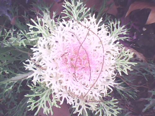 special flower - do you think it looks like a cabbage?:)