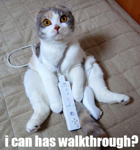 Lol cat - The eyes say it all