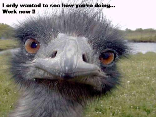 only to check .. - I was wondering what you do .. now get back to work !