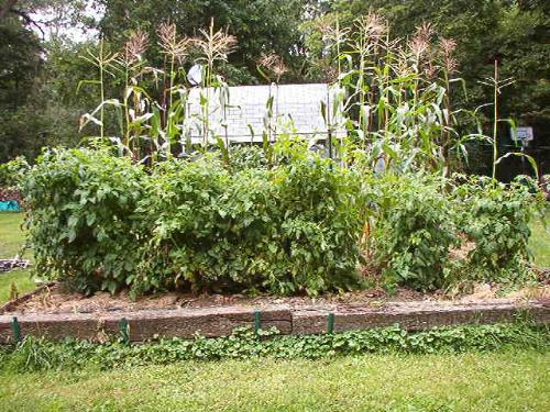 Tomatoe haven - I see lots of sauce and canned tomatoes here. yummmmmmmmmmmmmmmmmmmmmmmmmm