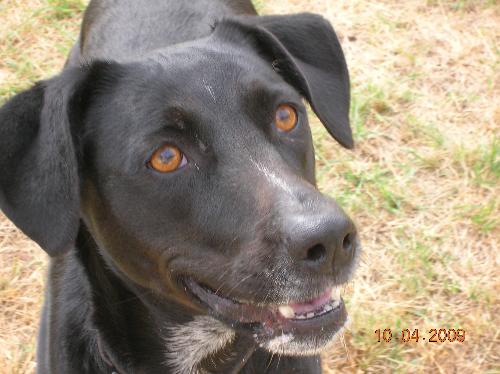 Lucy, an Aussie kelpie cross. - Very intelligent, agile, energetic and fast....bright? not so much. Sometimes smart and sometimes dumb but an excellent burglar deterrent.