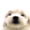 cute dog - dog
