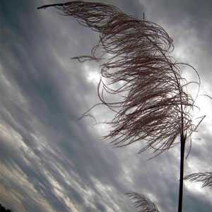 moonlight - Kohua ful (one type of wild flower can be find in Assam)in moon light!