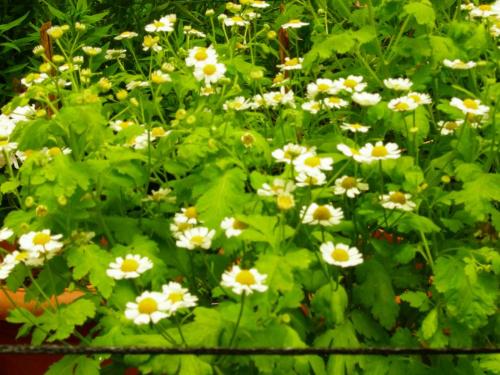 Flowers - Some nice flowers....blooming wel!