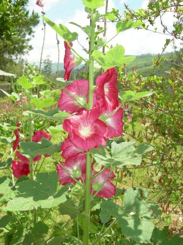 okra flower - Some flowers of red okra.....blooming so nicely!