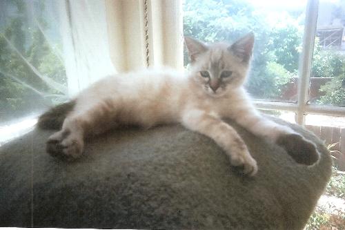 shuga at about 6 mos. - here is shuga when she was a kitten...watch her coat change daily