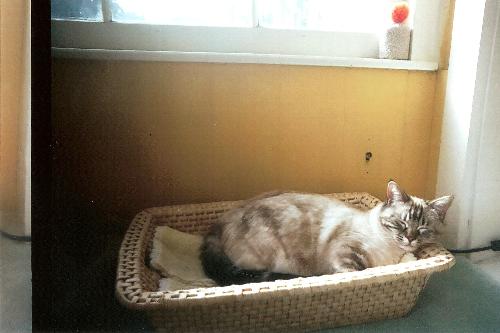 shuga at about 2 years - check out the face, tail and body of her coat.