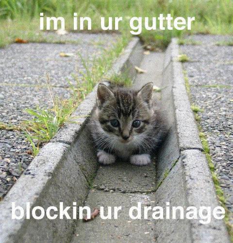 A very cute kitten  - Just enjoy the cute little kitten........