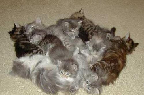 See this cute kittens - kittens
