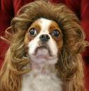 dogs in wig - dog
