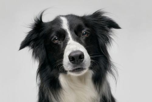 Border Collie - Very pretty