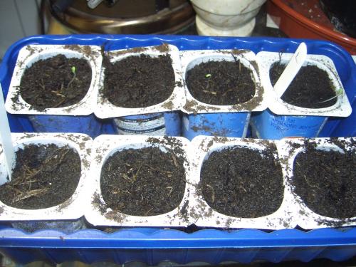 winter lettuce seedlings. - the first few winter lettuce seedlings that have come up, still waiting for the spinach to show it&#039;s head.