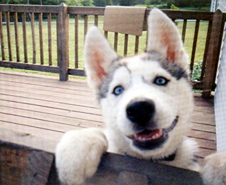 Rusky Blue -Cutest dog photo contest  - This is the photo for this week. Every week I can put a new one.