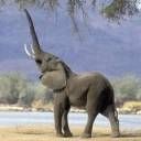 Elephant - This is my favorite animal, just wanted to share with you. They are so cute and most of the time are gentle. They are also extremly smart. I would love if God had me move to a country where I could have one as a pet!