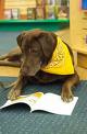 dog reading - dog reading book