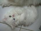 playful kitten - playing kitten