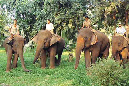 elephants - Mahouts taking out elephants for grazing at the State Zoo of Assam, India.