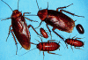 cockroaches - A household pests.