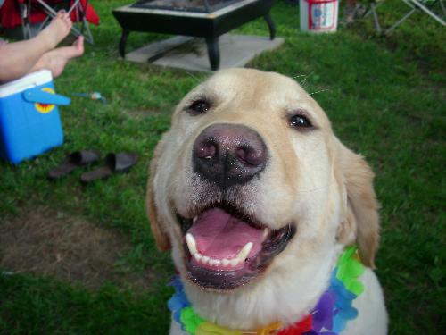 Emma Sue - This is my 4 year old Golden Retriever! She's my kid!