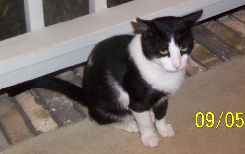 MY Cat!!!!!!!!!!!!!!!!! - This is my Lil Tux. I have a picture of his face too and the clinic has it as well.