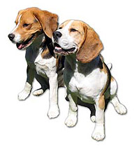 Sitting Puppies - Two puppies being obedience and sitting down.