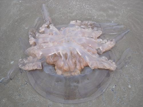 Jellyfish on the beach - Jellyfish