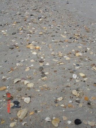 sea shells - NC sea shells