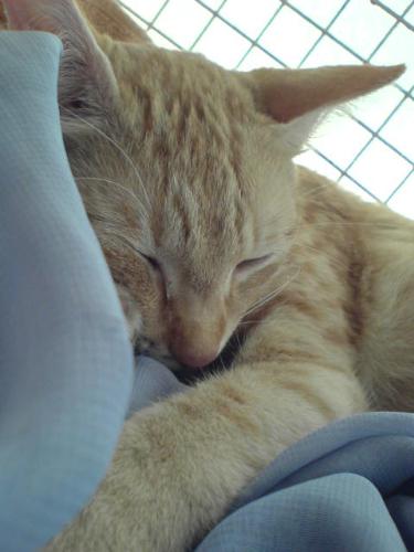 My cat - My cat papa