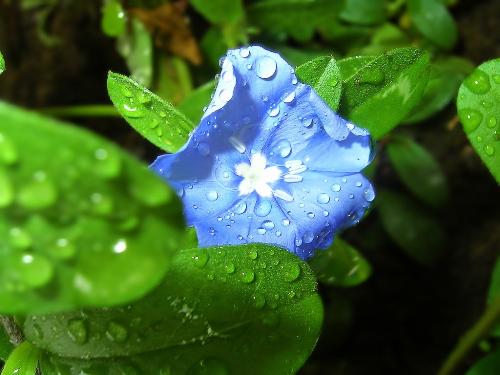 flower - blue flower, green leaves
