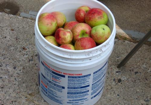 Harlared Apples - Some of the Harlared Apples I got this year from my tree. Harlared Apples - Some of the Harlared Apples I got this year from my tree.