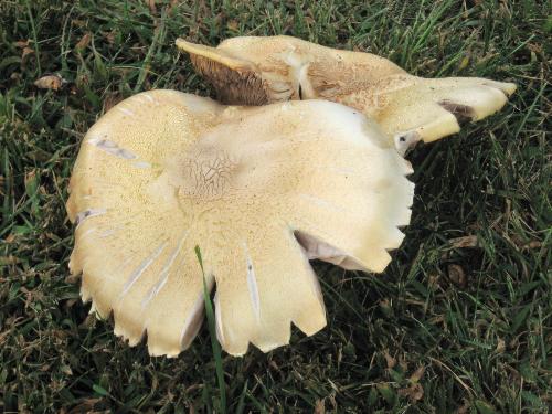 Fungus - Growing in my front lawn