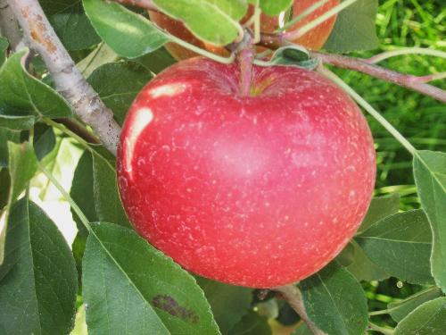 Honeycrisp - From my tree in my backyard in Minnesota.