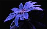 Cornflower Daisy - This picture reminds me of the cornflowers that grew wild all over the farm..