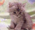 small kitten - sleeping kitten