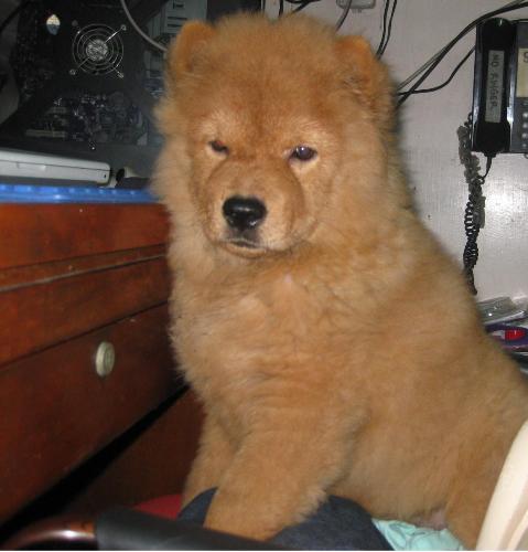 Teacup - Little Teacup at 6 months