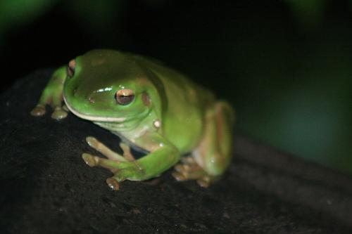 green tree frog - i snaped this pic up one night in pouring rain,