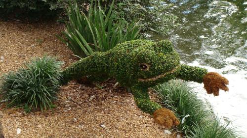 Frog bush taken at Busch Gardens, FL - This is a picture of a frog shaped bush I took while on vacation in Busch Gardens, Florida. I love nature and critters and Busch Gardens has a lot of both! I thought the artistry of this bush was very detailed and cool.