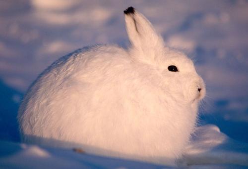 arctic hare - this is on my business card. i'm not joking.