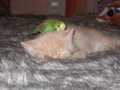Cat and Budgerigar 8  - This is a picture of Cat and Budgerigar in this budgerigar is trying help Cat and massaging