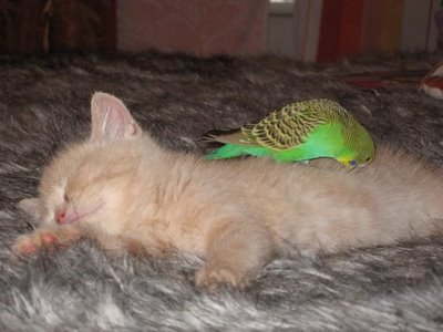 Cat and Budgerigar 9  - This is a picture of cat and budgerigar budgerigar is playing and massaging the cat while the cat is resting