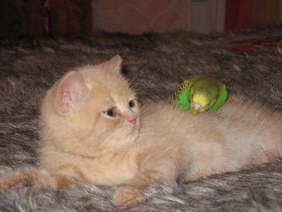 cat and budgerigar 10 - this is a picture of cat and budgerigar budgerigar is playing with cat's hair while cat is saying hey you get off meeeeeeeeee!!!!!!!!!!