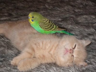 Cat and Budgerigar 11 - This is a picture of cat and budgerigar, budgerigar is standing at the cat and cat is not sleeping because of budgerigar