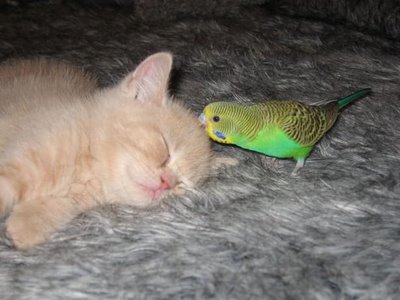 cat and budgerigar 12 - This is a picture of cat and budgerigar and budgerigar is helping cat